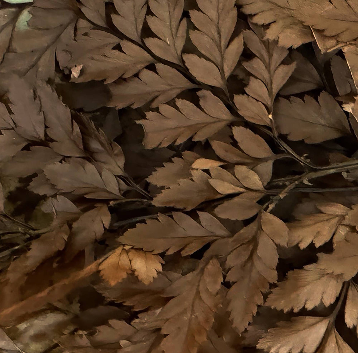 Close-up of dried mahogany brown leaf sprigs with layered textures