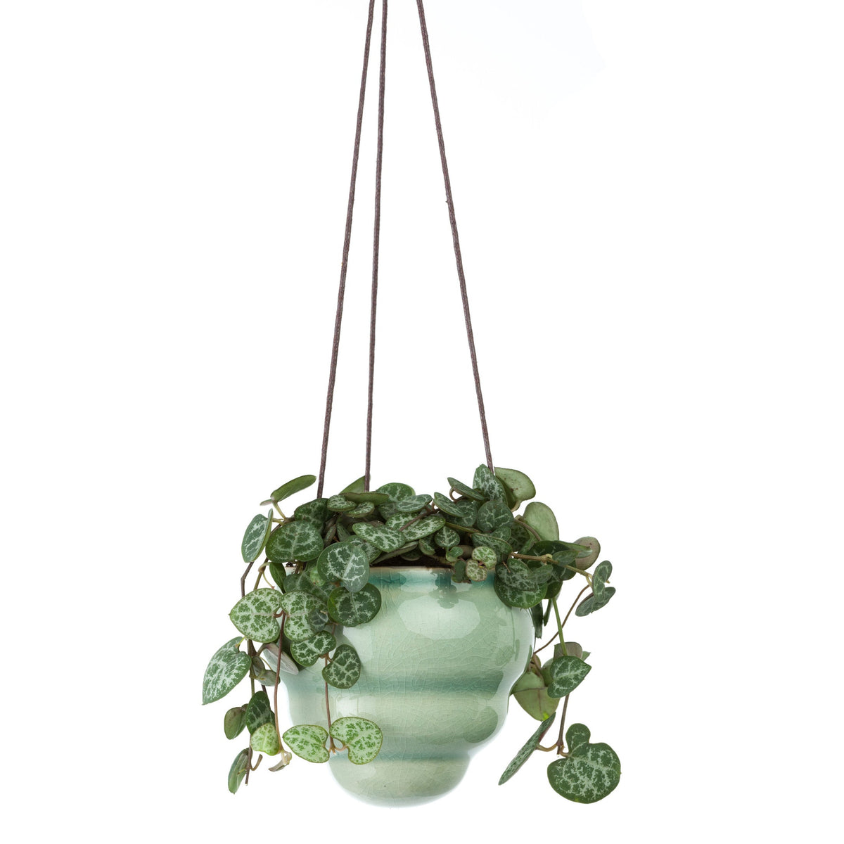 Hanging light green ceramic vase planter with trailing heart-shaped leaves