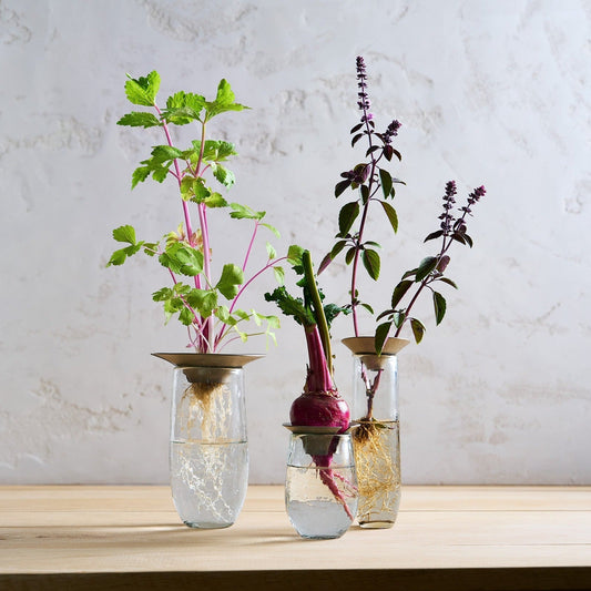 Set of 3 glass propagation vases with silver lids, holding green and purple stems