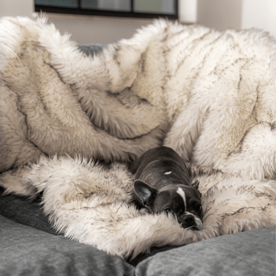 Close-up white shaggy waterproof throw blanket on sofa, dark dog resting
