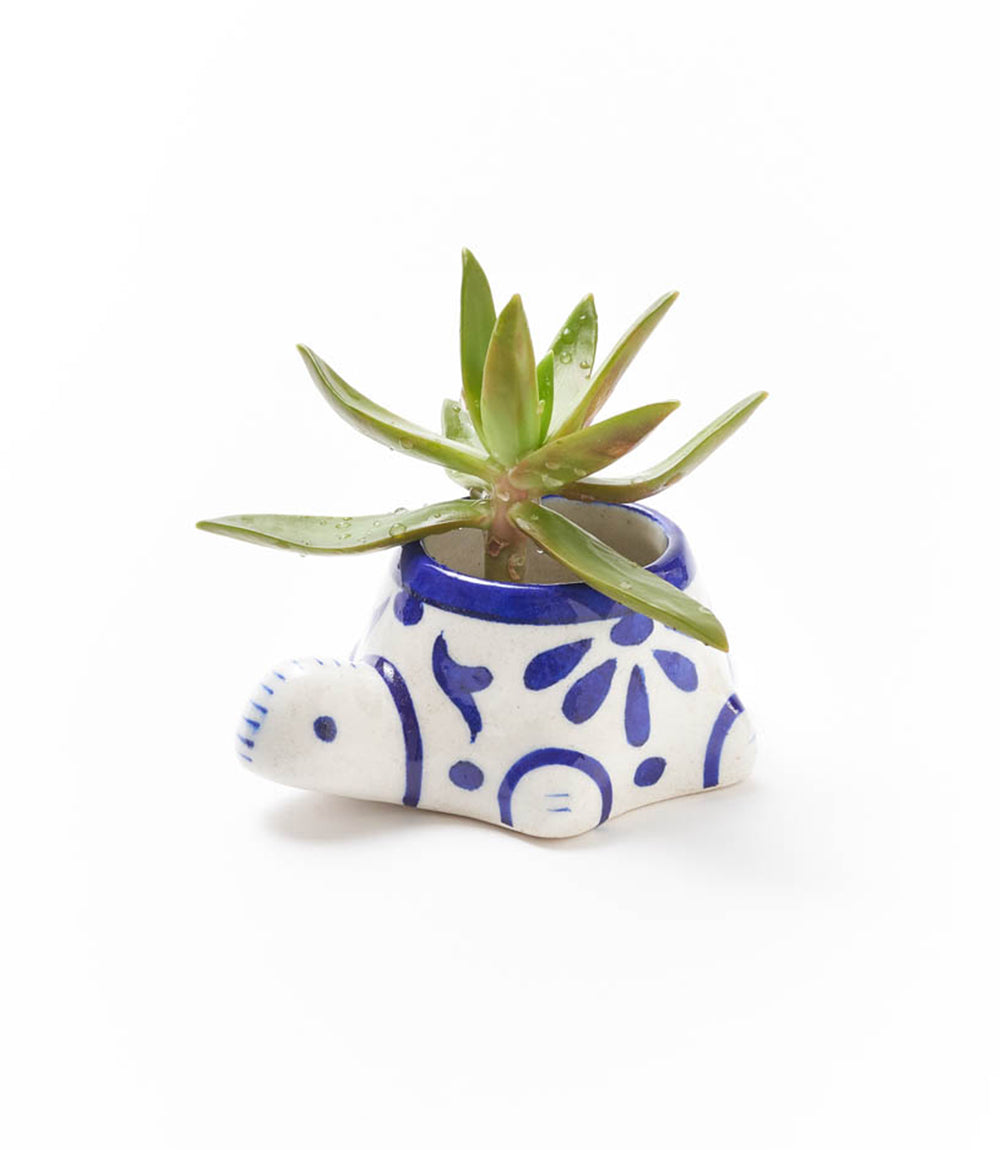 Ceramic turtle mini succulent planter with blue floral pattern, small green succulent