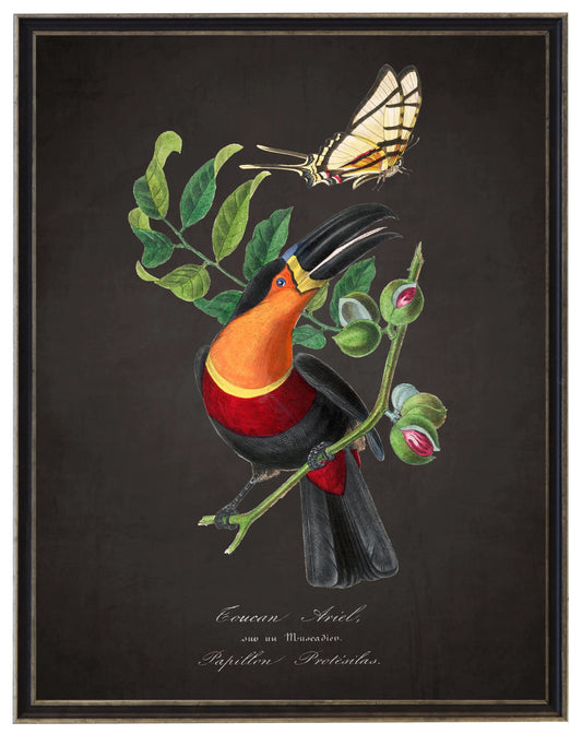 Framed toucan and flower art print with butterfly, black and brushed silver frame, 16x20