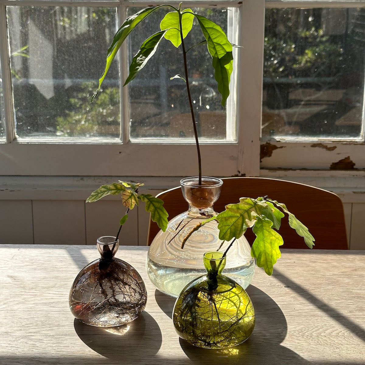 Acorn-shaped glass vases in clear and green tones with leafy stems on table