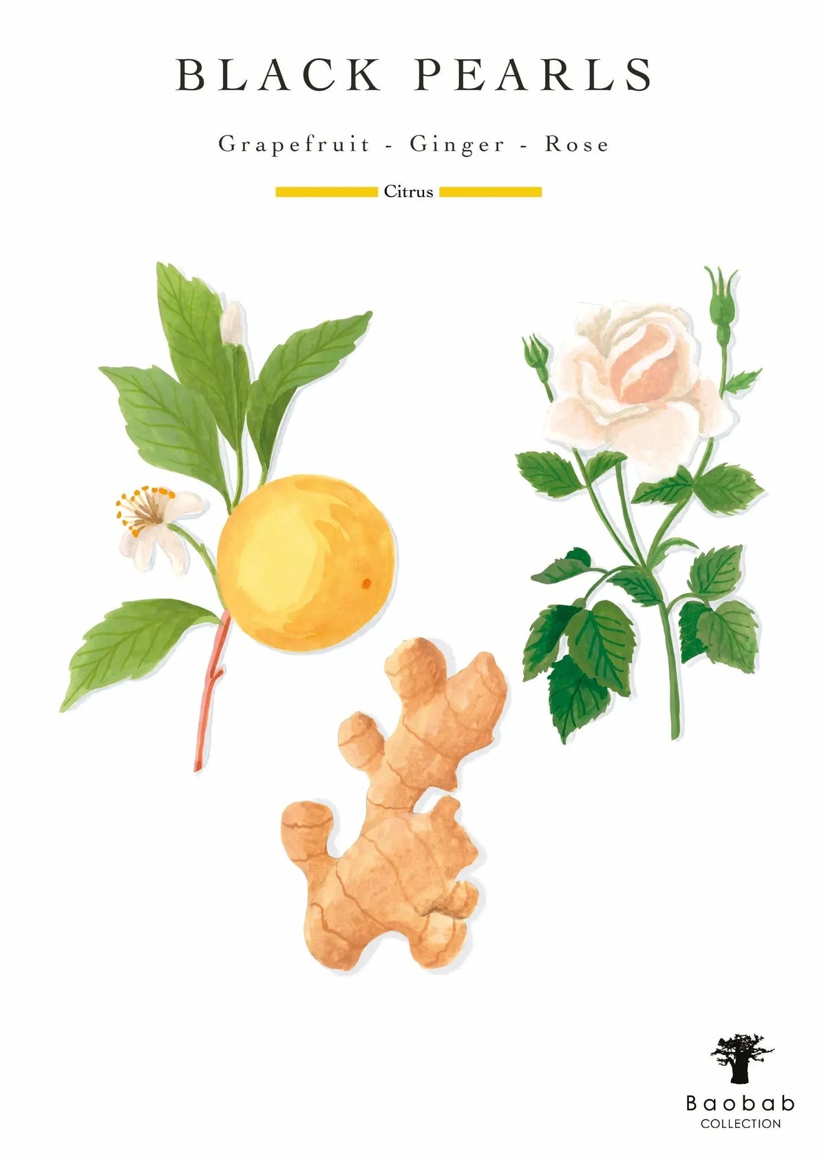 Black Pearls scent card listing grapefruit, ginger, and rose with botanical illustrations