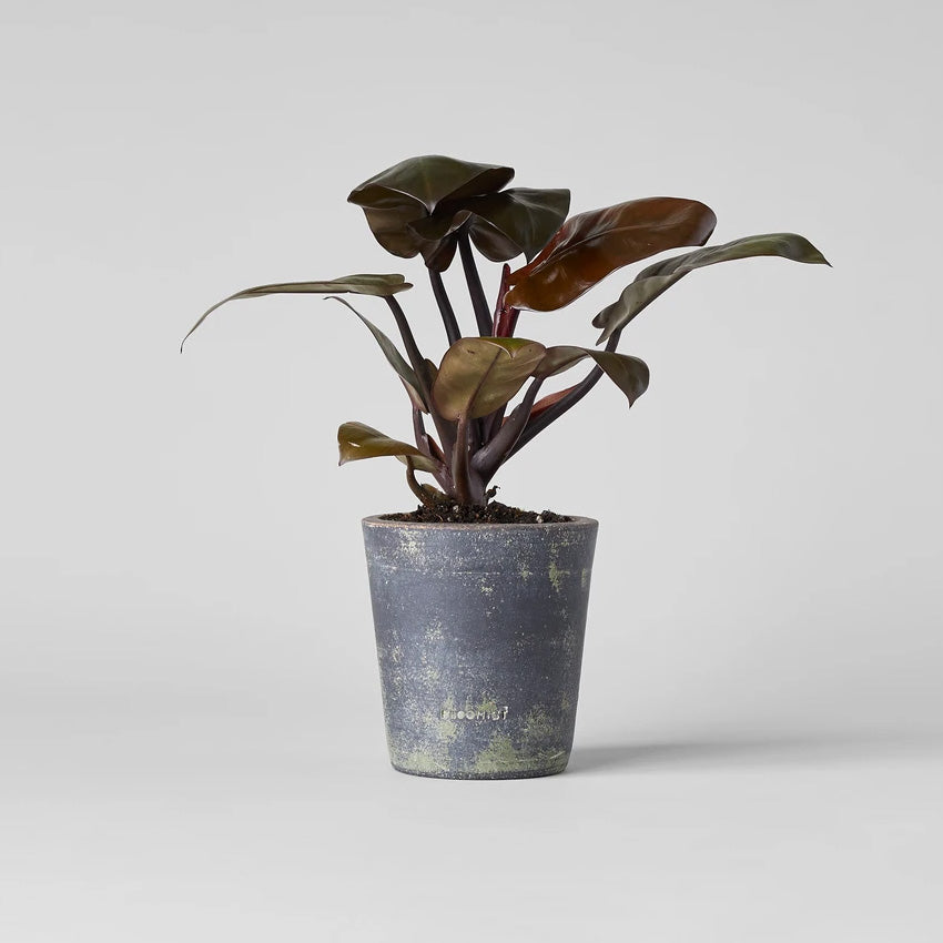 Grey patina terra cotta planter with leafy plant, rounded tapered cylinder silhouette