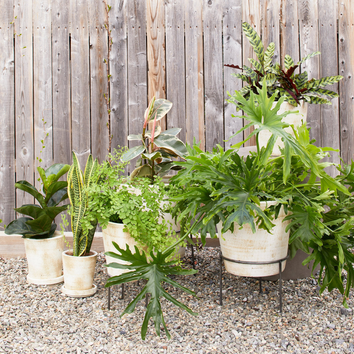 White patina terra-cotta planters with plants in multiple sizes
