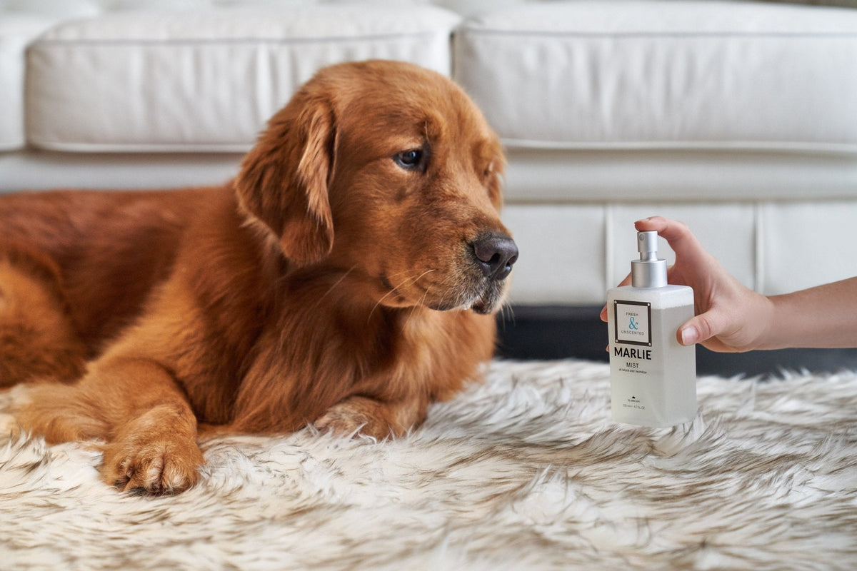 Marlie pet odor eliminator spray bottle with pump, shown beside a brown dog