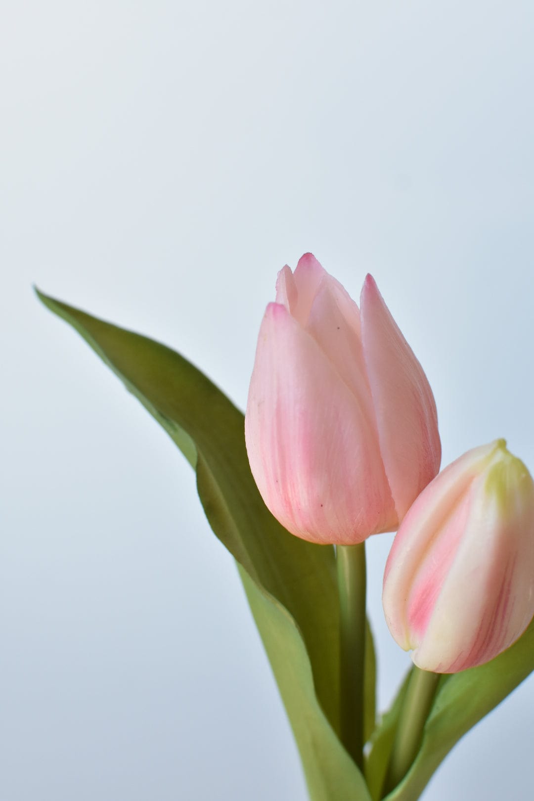 Close-up of soft pink tulip blooms with green leaves and stems