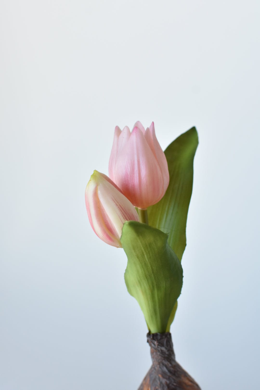 Two soft pink tulip blooms with green leaves from faux bulb