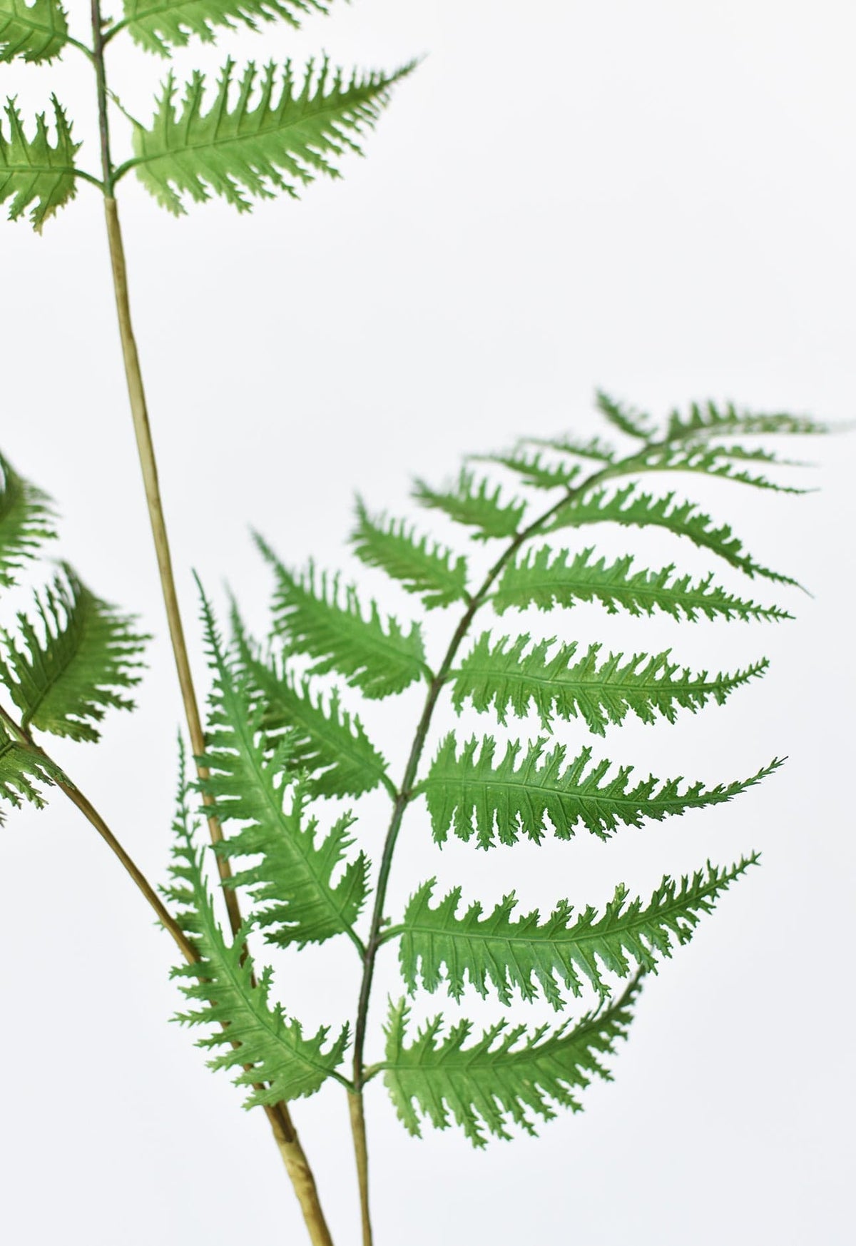 Faux forest fern spray close-up of green fern leaves on dark stems