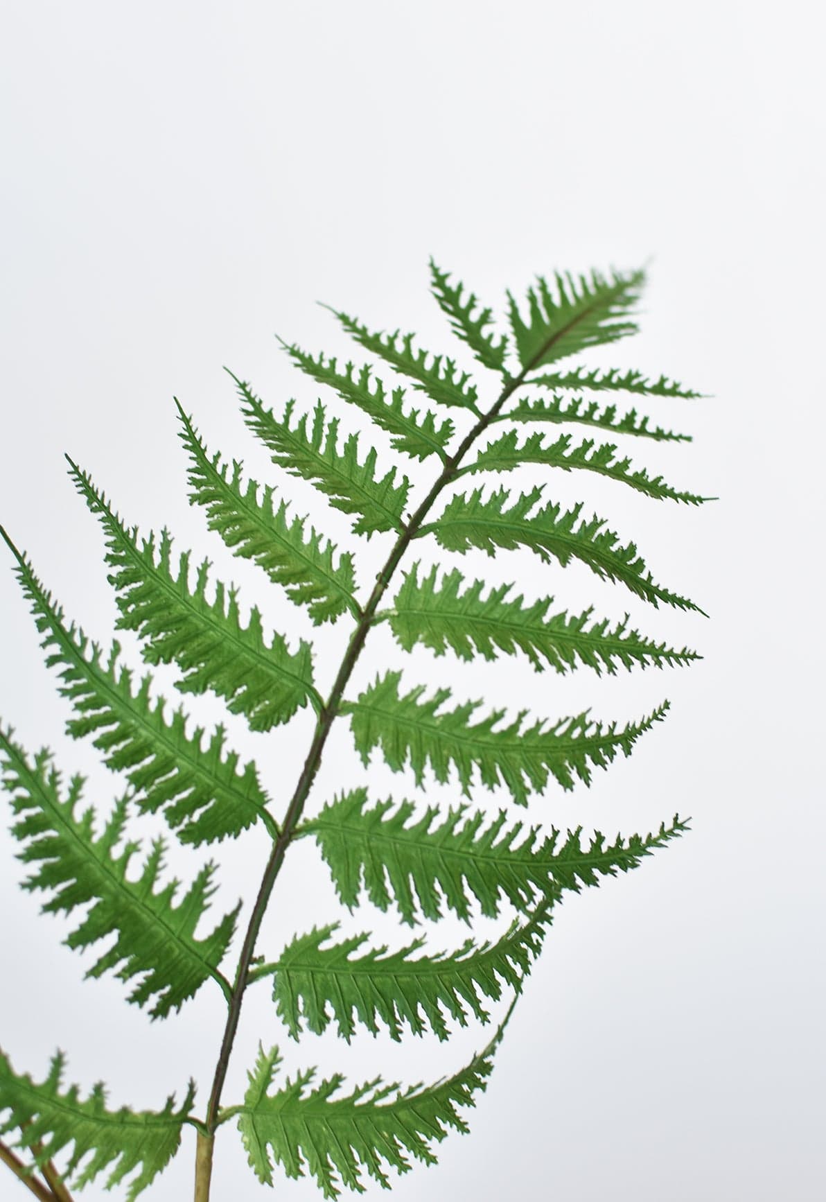 Faux forest fern spray close-up of bright green fern fronds on stems