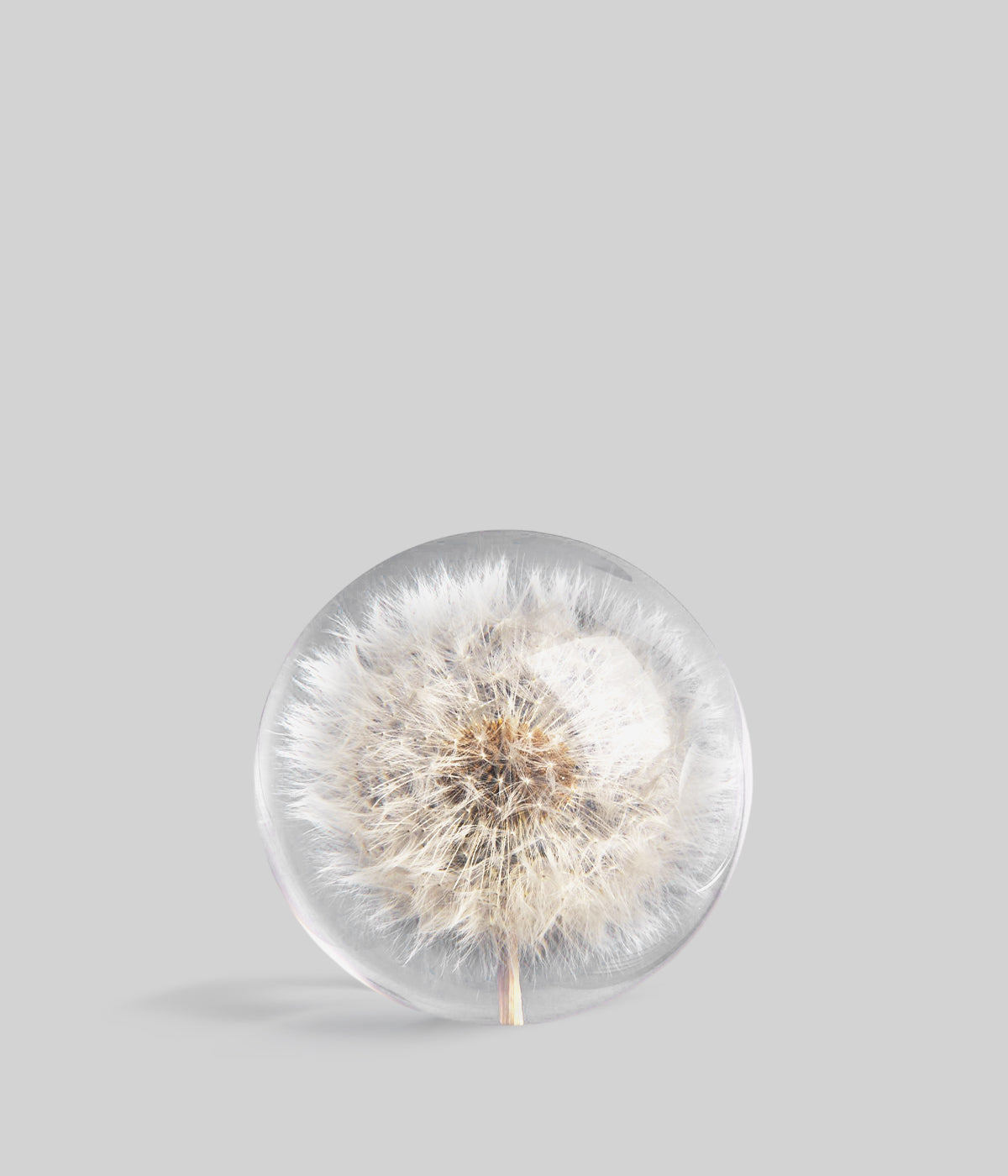 Round clear resin paperweight with embedded white dandelion seed head