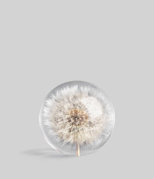 Round clear resin paperweight with embedded white dandelion seed head