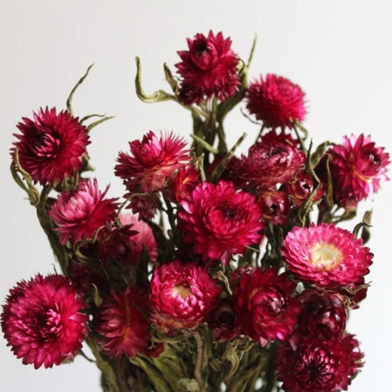 Dried strawflower bunch with deep pink and burgundy daisy-like blooms