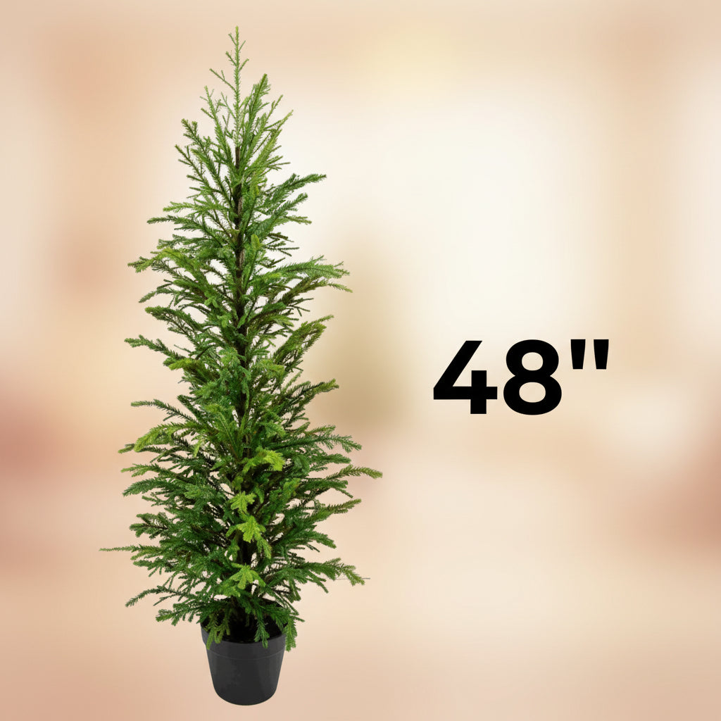 Potted Norfolk pine tree in a black pot, 48-inch height