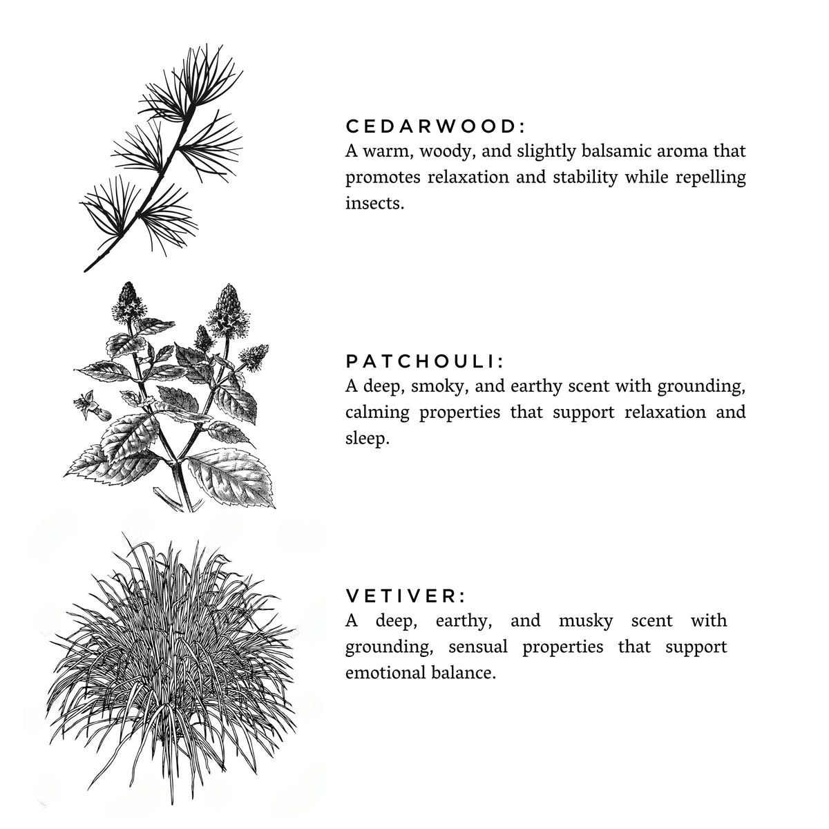 Embers + Leather candle scent guide with botanical illustrations of cedarwood, patchouli, and vetiver.