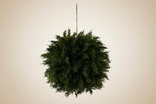 Hanging cedar ball with green needle-like foliage