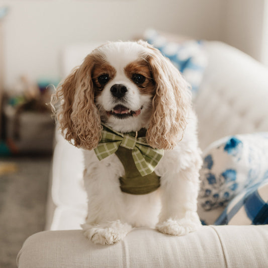Small dog wearing green windowpane plaid bow tie on collar