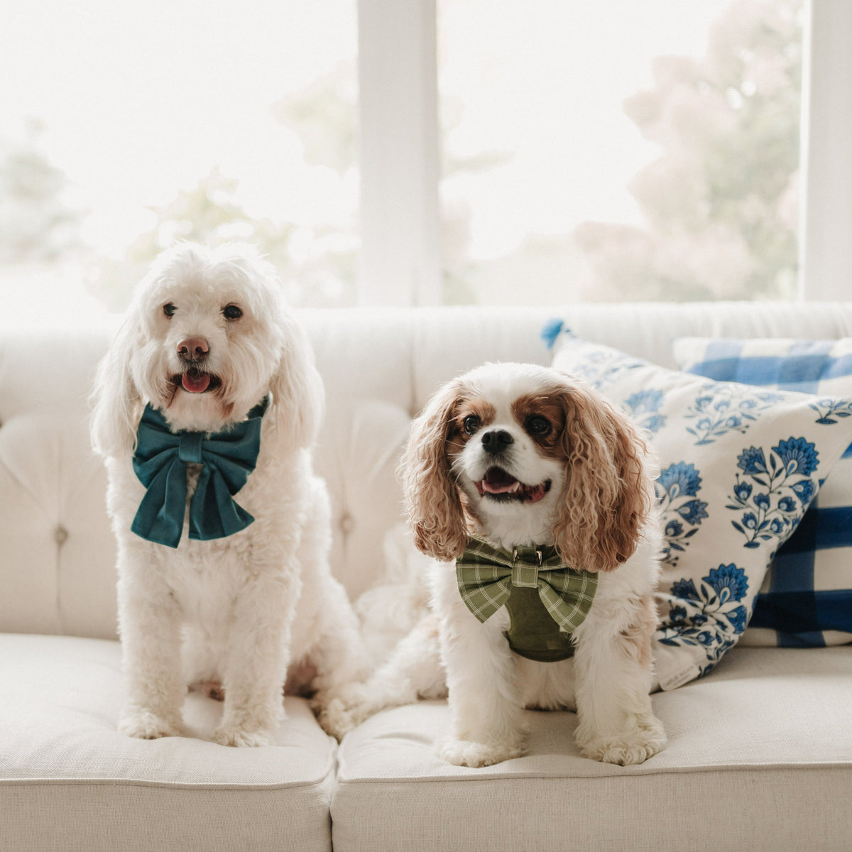 Two dogs wearing bow ties; one shows green windowpane plaid bow tie on collar