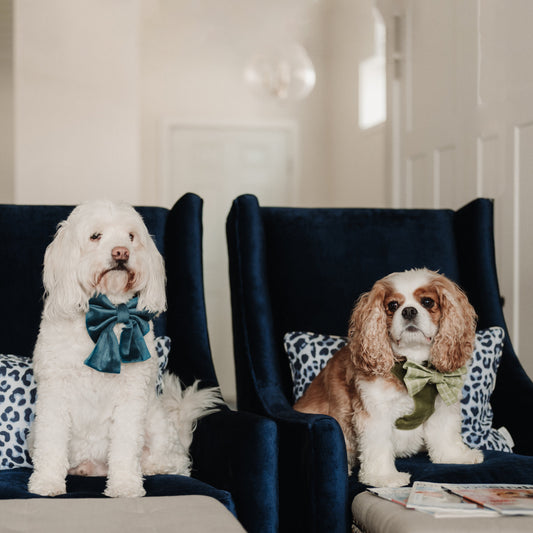 Dog collars with teal sailor bows on two small pets, gold hardware visible