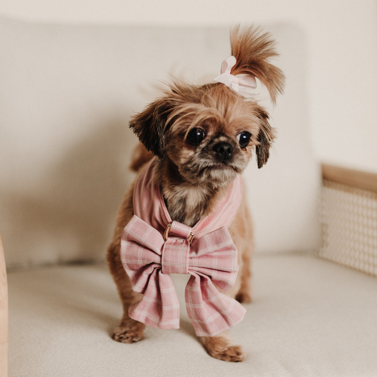 Dog wearing pink plaid reversible harness with bow-tie at the chest