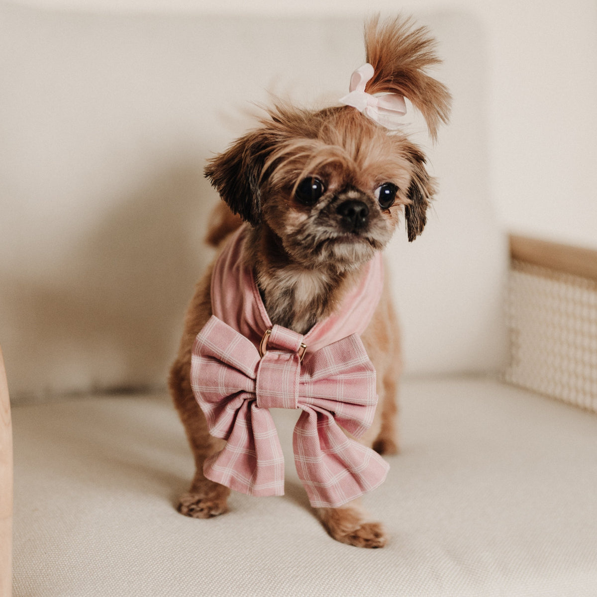Small dog wearing pink reversible plaid harness with sailor bow