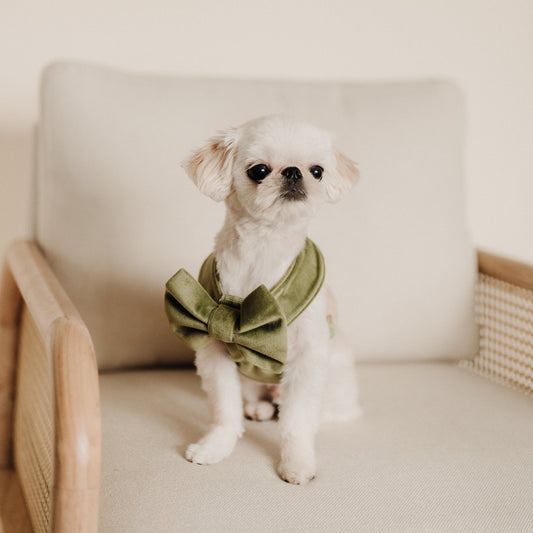 Olive green velvet dog bow tie on small white dog on a collar