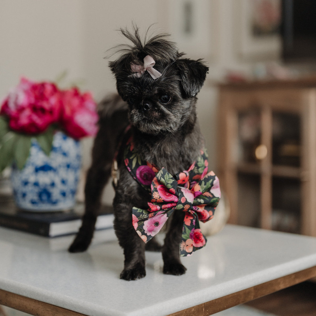 Floral sailor dog bow on small black terrier dog, pink rose print