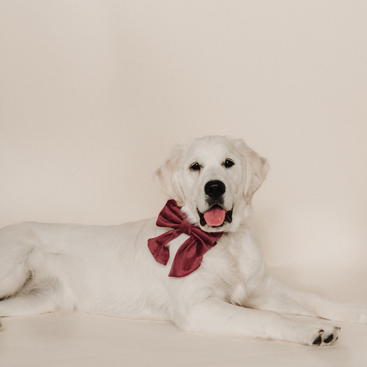 Velvet sailor bow on dog collar, deep berry plum