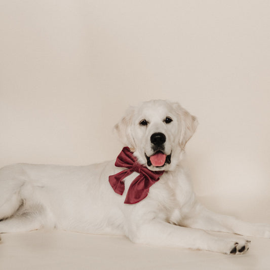 Velvet sailor bow on dog collar, deep berry plum