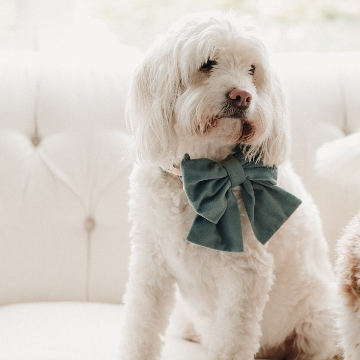 Teal velvet dog collar with large bow on small white dog