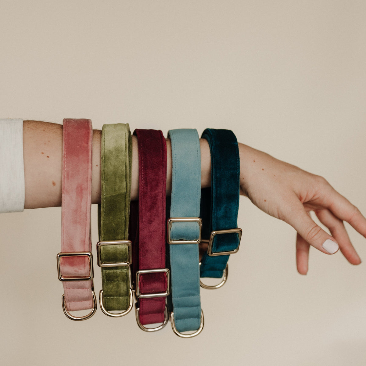 Assorted velvet dog collars with gold buckles in pink, olive, burgundy, teal, and dark green