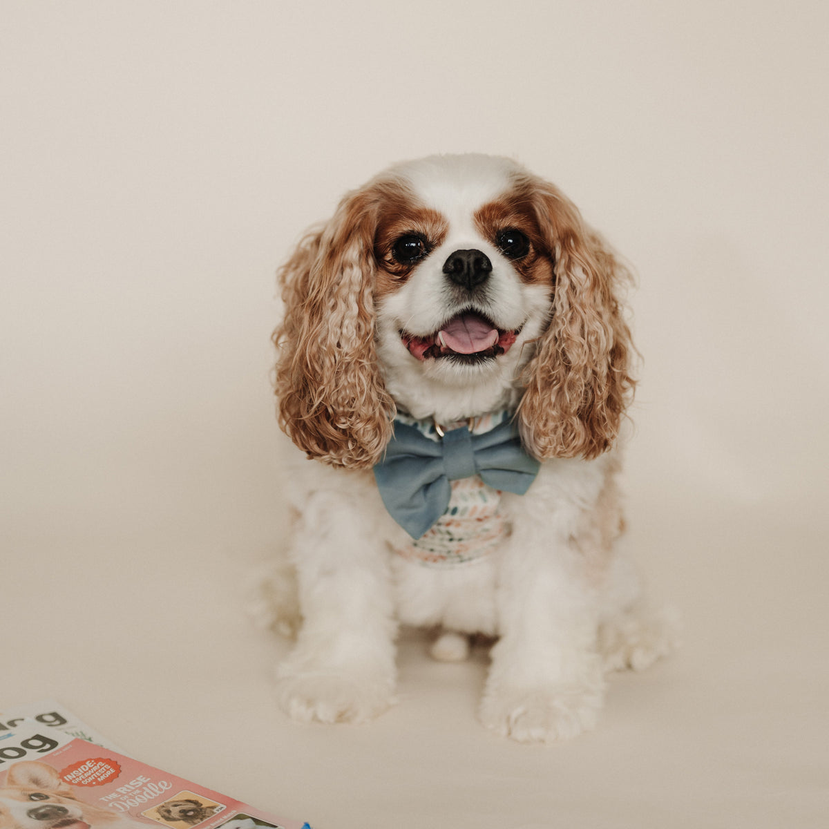 Light blue velvet dog bow tie on small curly-haired dog