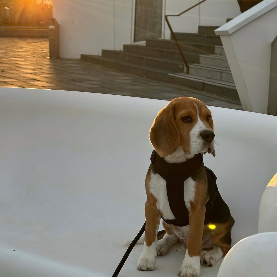 Brown and white dog wearing a brown comfort harness with adjustable straps