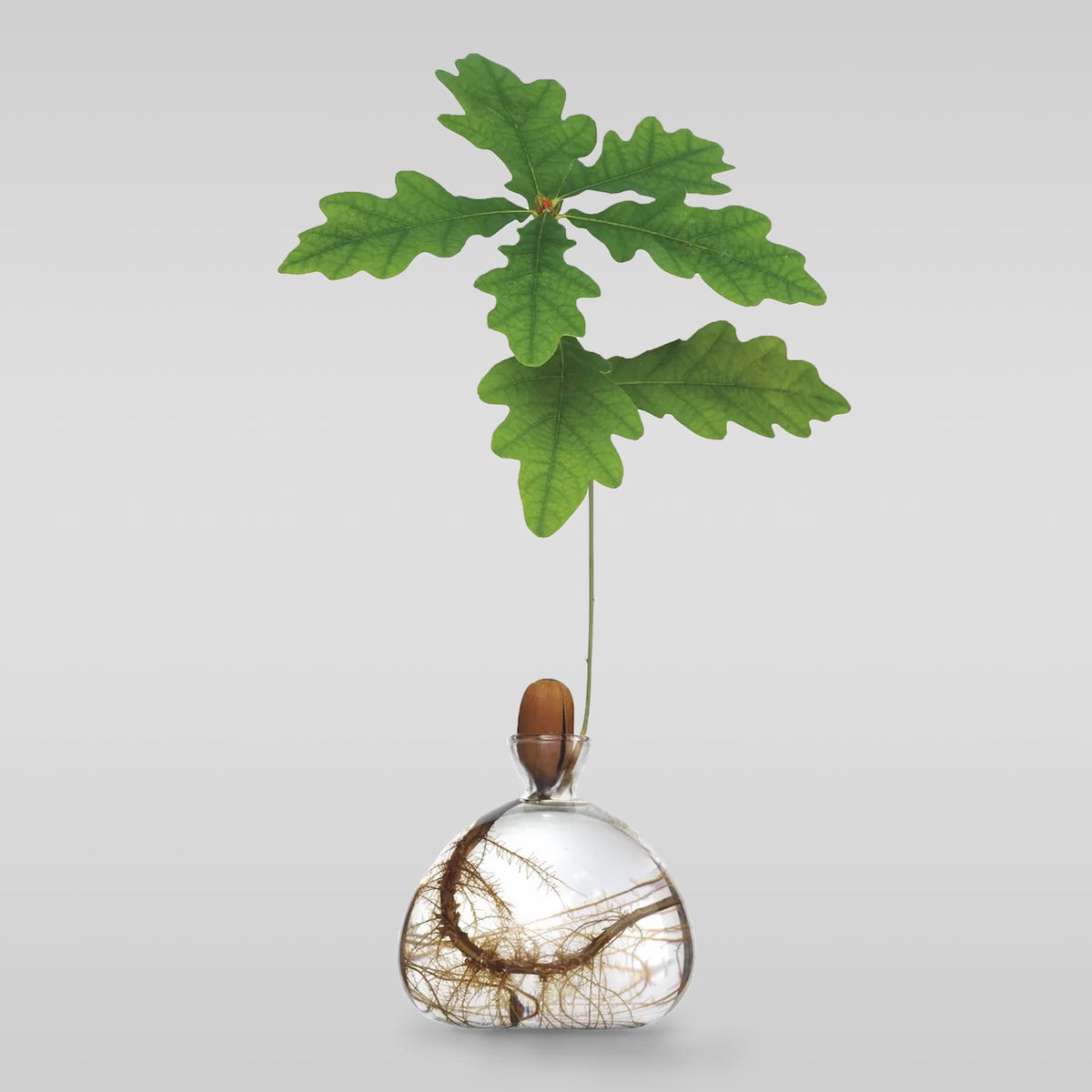 Clear acorn-shaped glass vase with dried roots and leafy stem, rounded bulb body