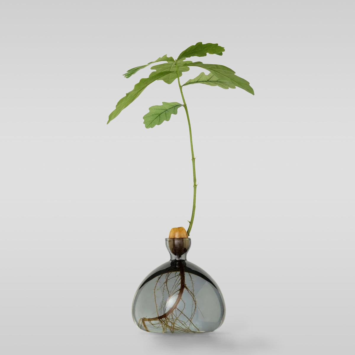 Smoke-gray acorn-shaped glass vase with leafy stem, round bulb body