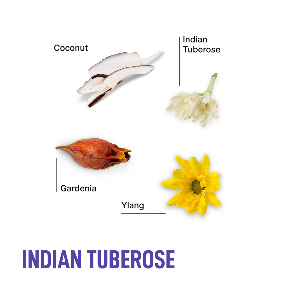 Scent profile graphic for Indian tuberose with coconut, gardenia, ylang, and flowers