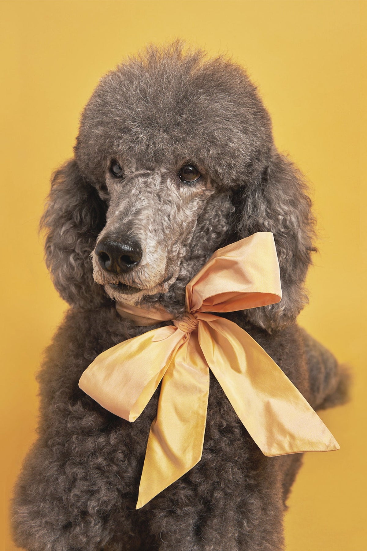 Blue poodle hair clip on a poodle with a large yellow ribbon bow