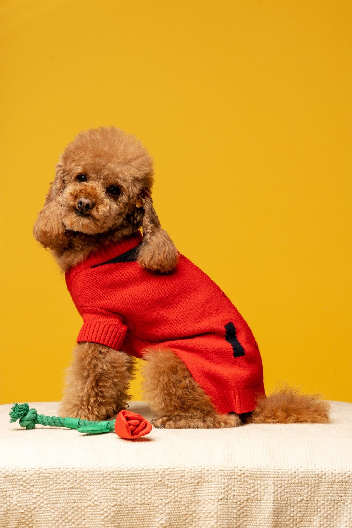 Small poodle dog sitting on a table wearing a red sweater