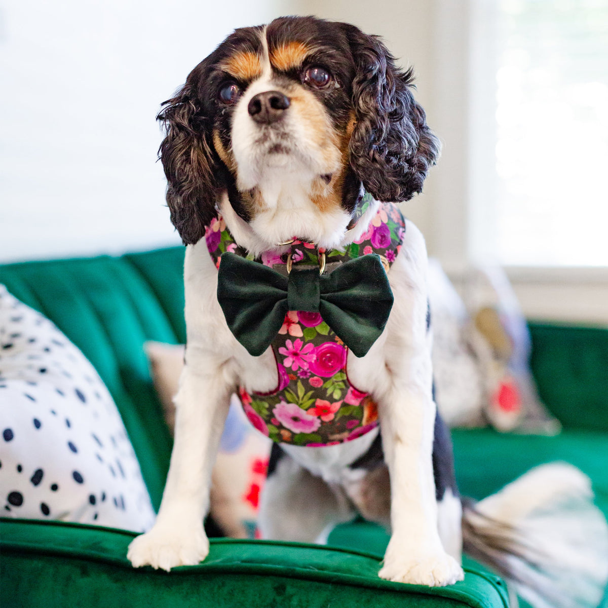 Dog wearing floral reversible dog harness with buckles and adjustable neck strap