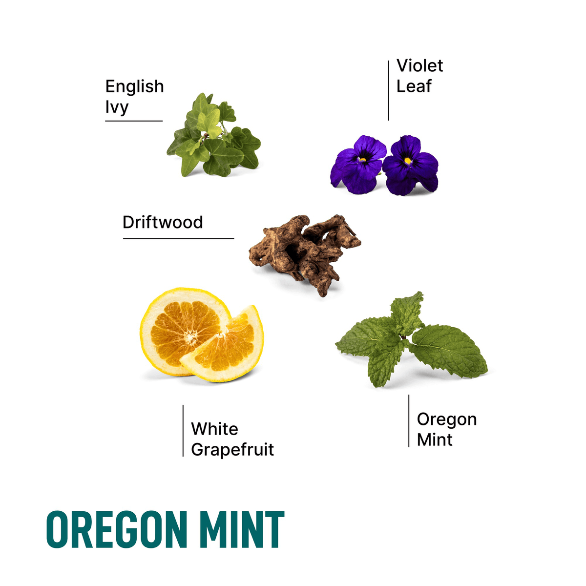 Scented dryer sheets scent display with labeled herbs and flowers for Oregon Mint