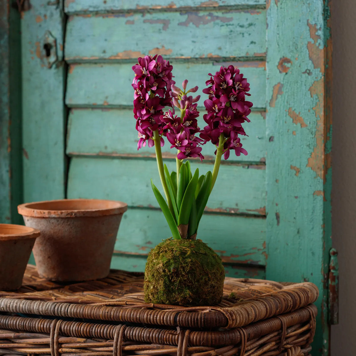 Purple hyacinth stems with clustered blooms and a moss ball base planter
