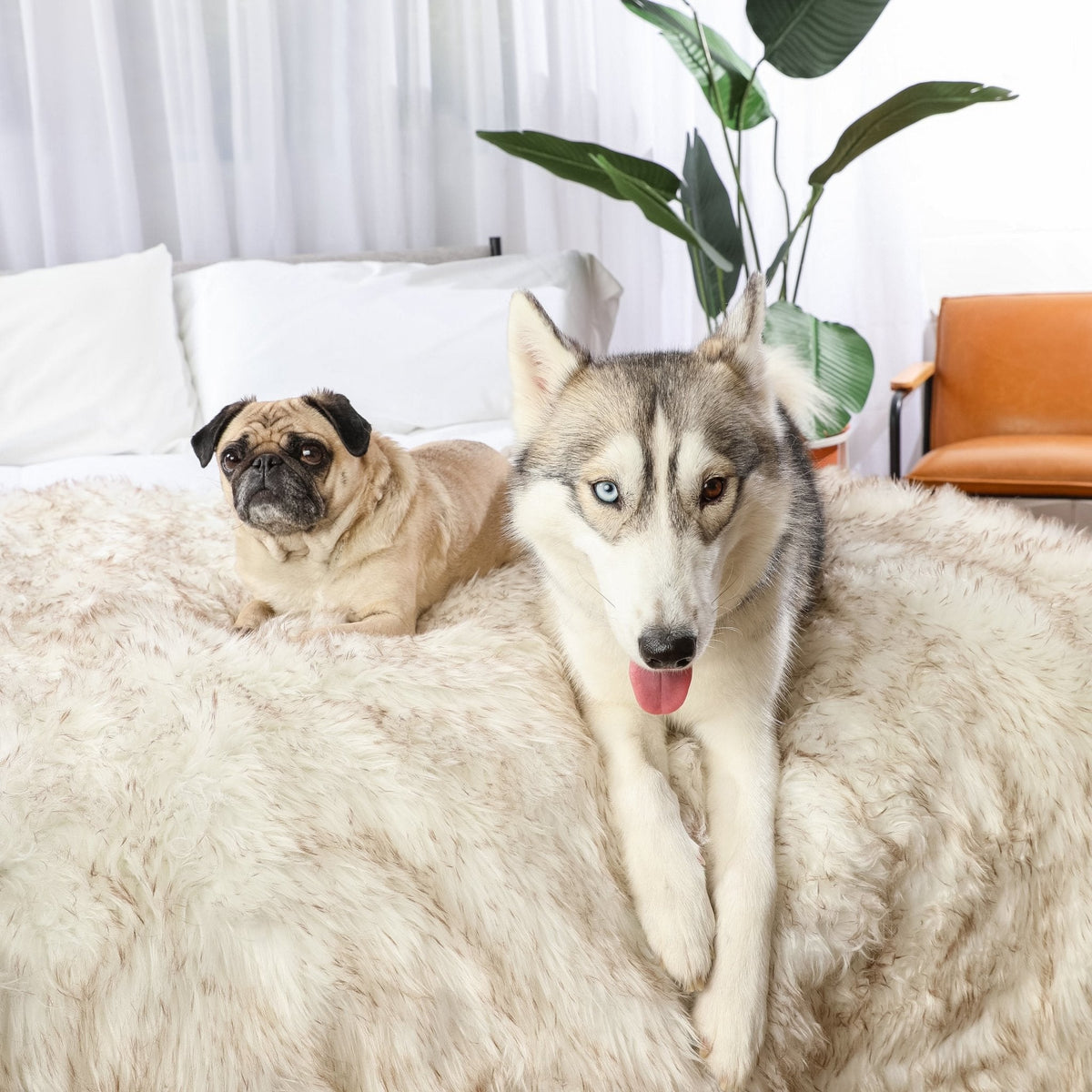 White shaggy waterproof throw blanket covering couch, with dog resting on it