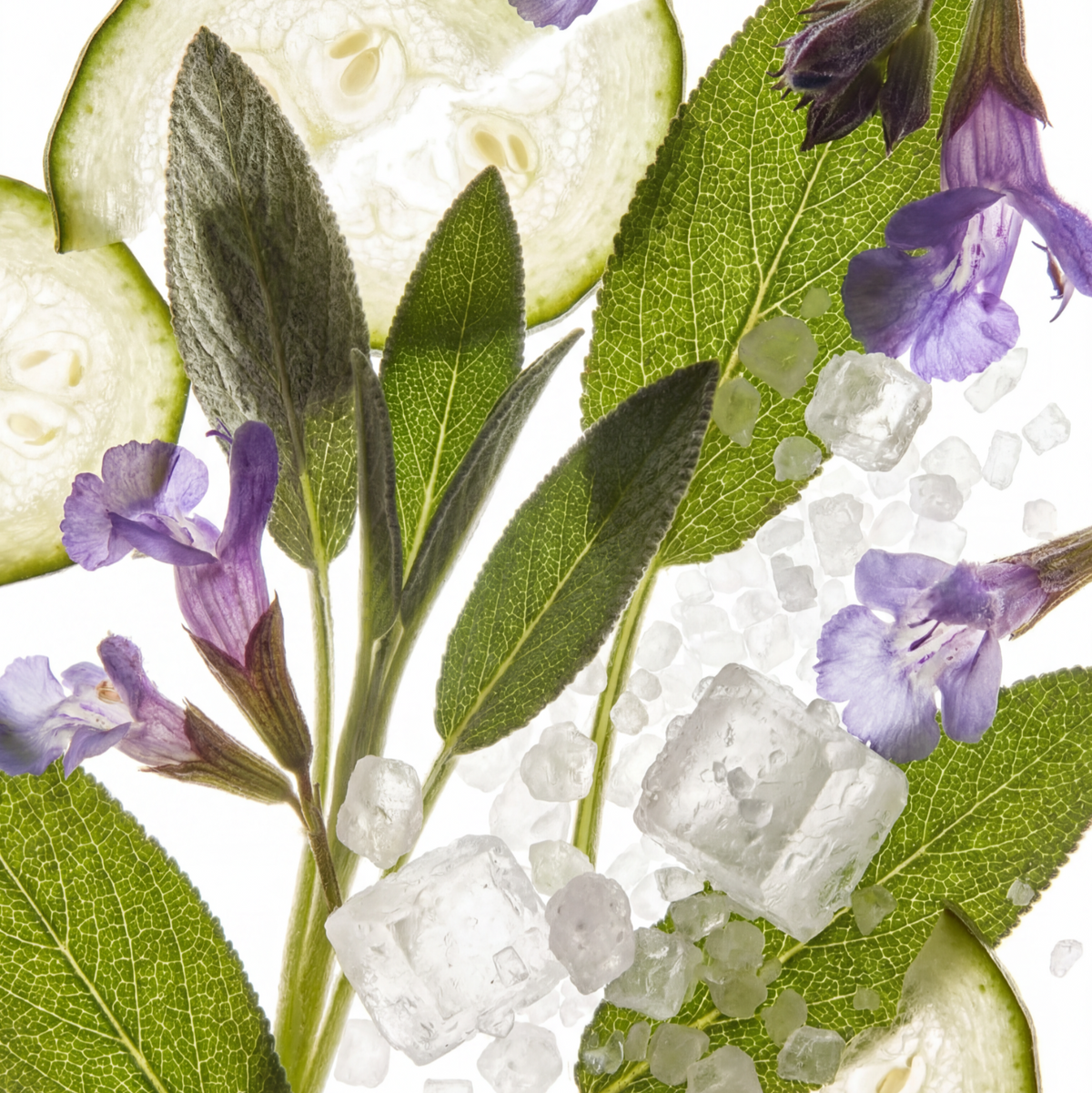 elvis+elvin Sage & Sea Salt eau de parfum botanicals with cucumber leaves, purple flowers, crystals