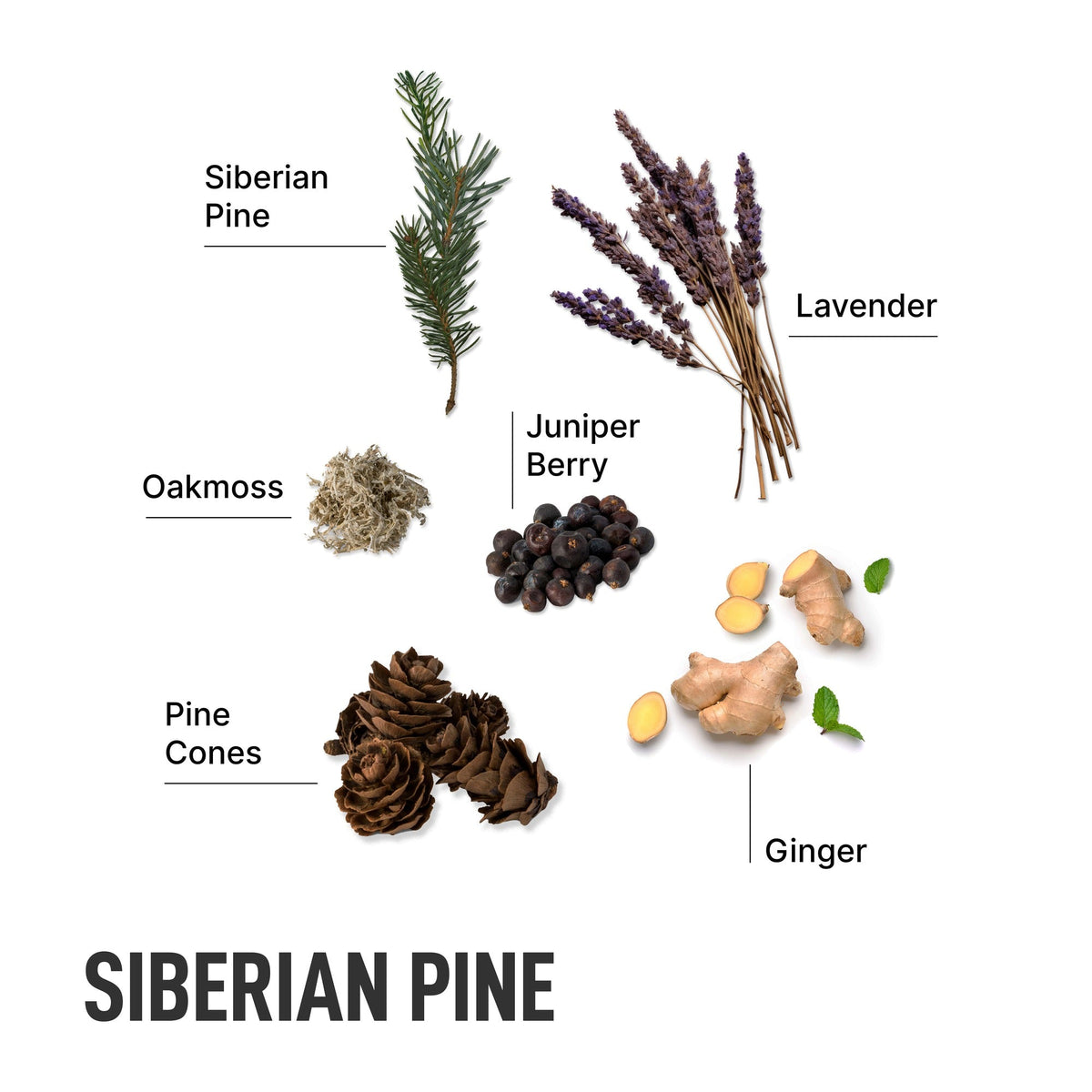 Laundry fabric softener scent, Siberian pine with pine cones and juniper berry details