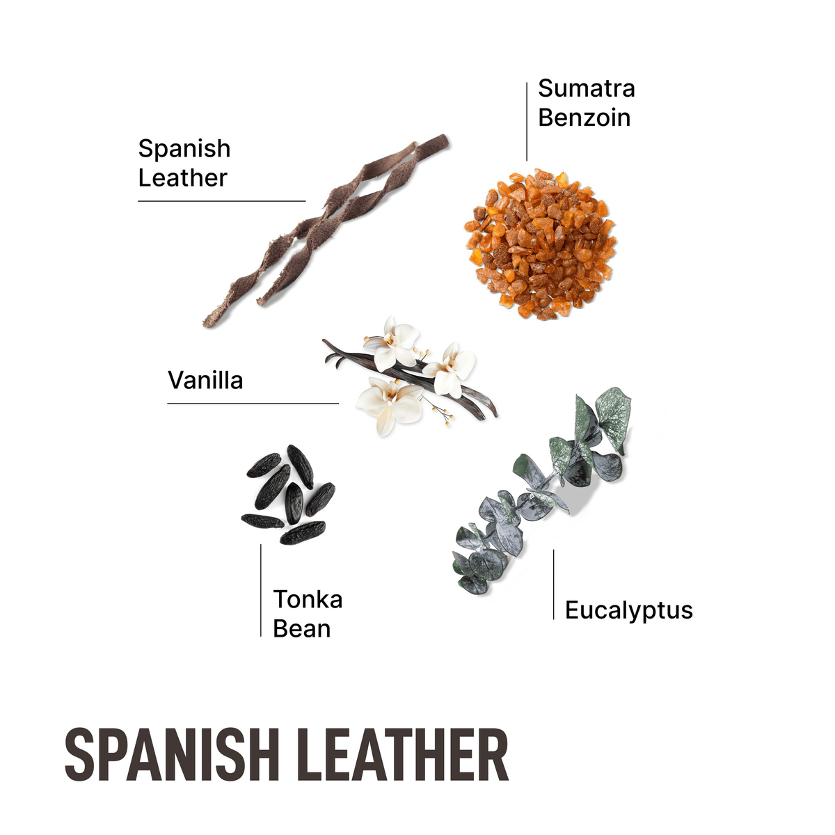 Spanish Leather laundry detergent fragrance ingredients: leather, vanilla, tonka bean, eucalyptus