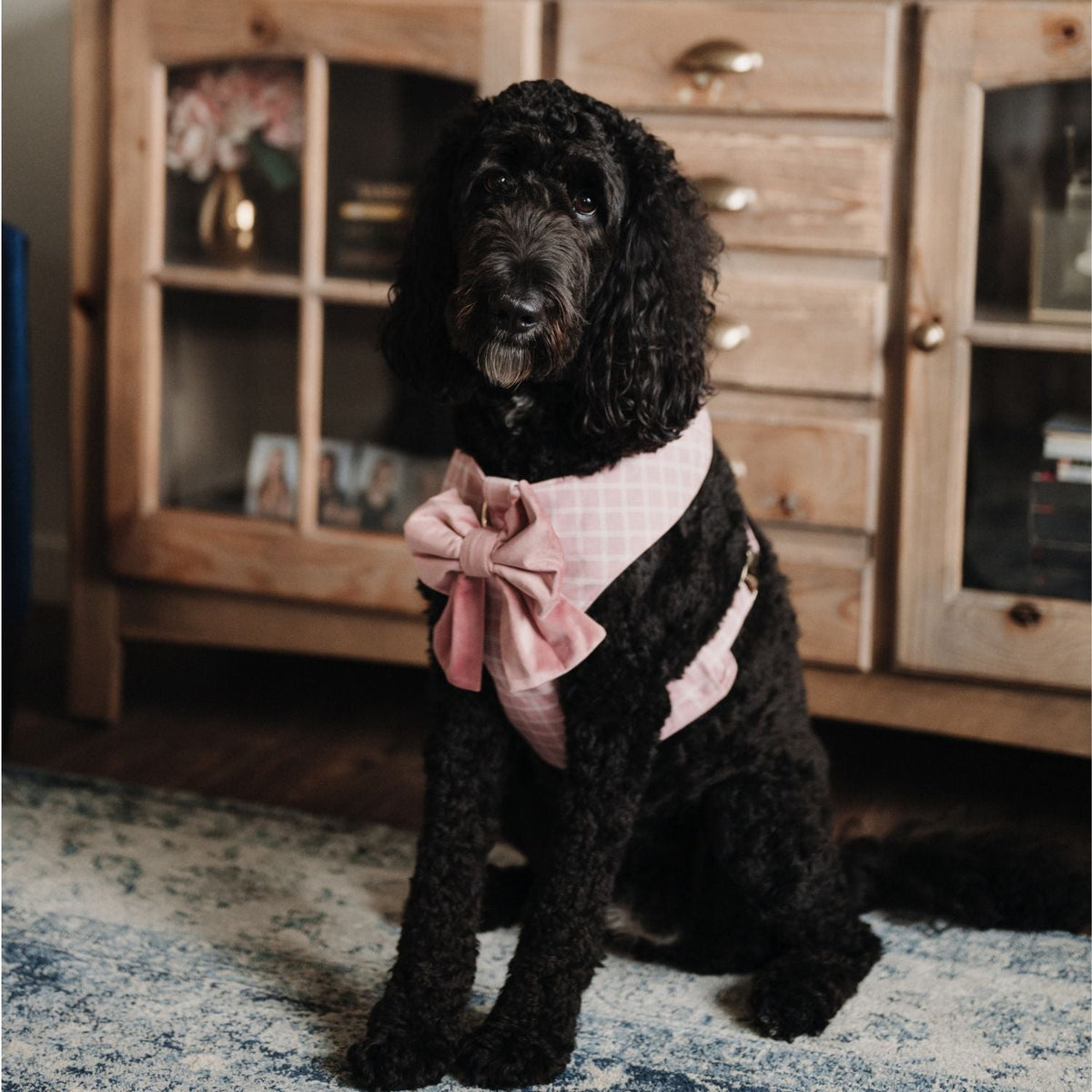 Small dog wearing pink reversible plaid harness with bow-tie detail at the chest