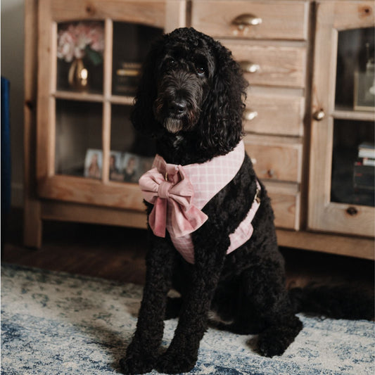 Small dog wearing pink reversible plaid harness with bow-tie detail at the chest