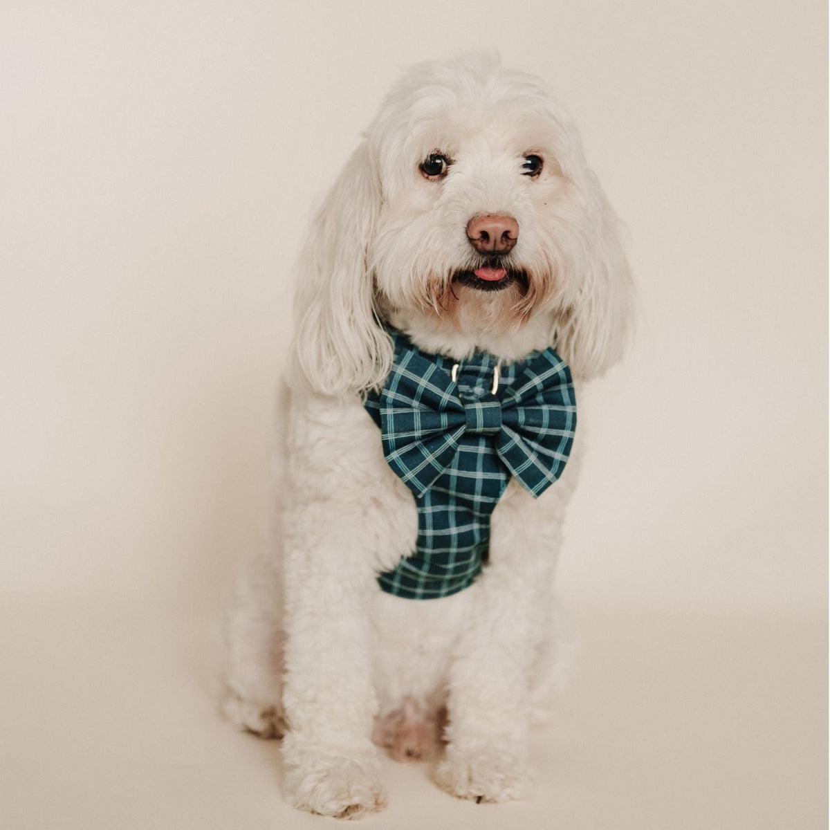 Teal windowpane plaid dog bow tie on collar, centered bow