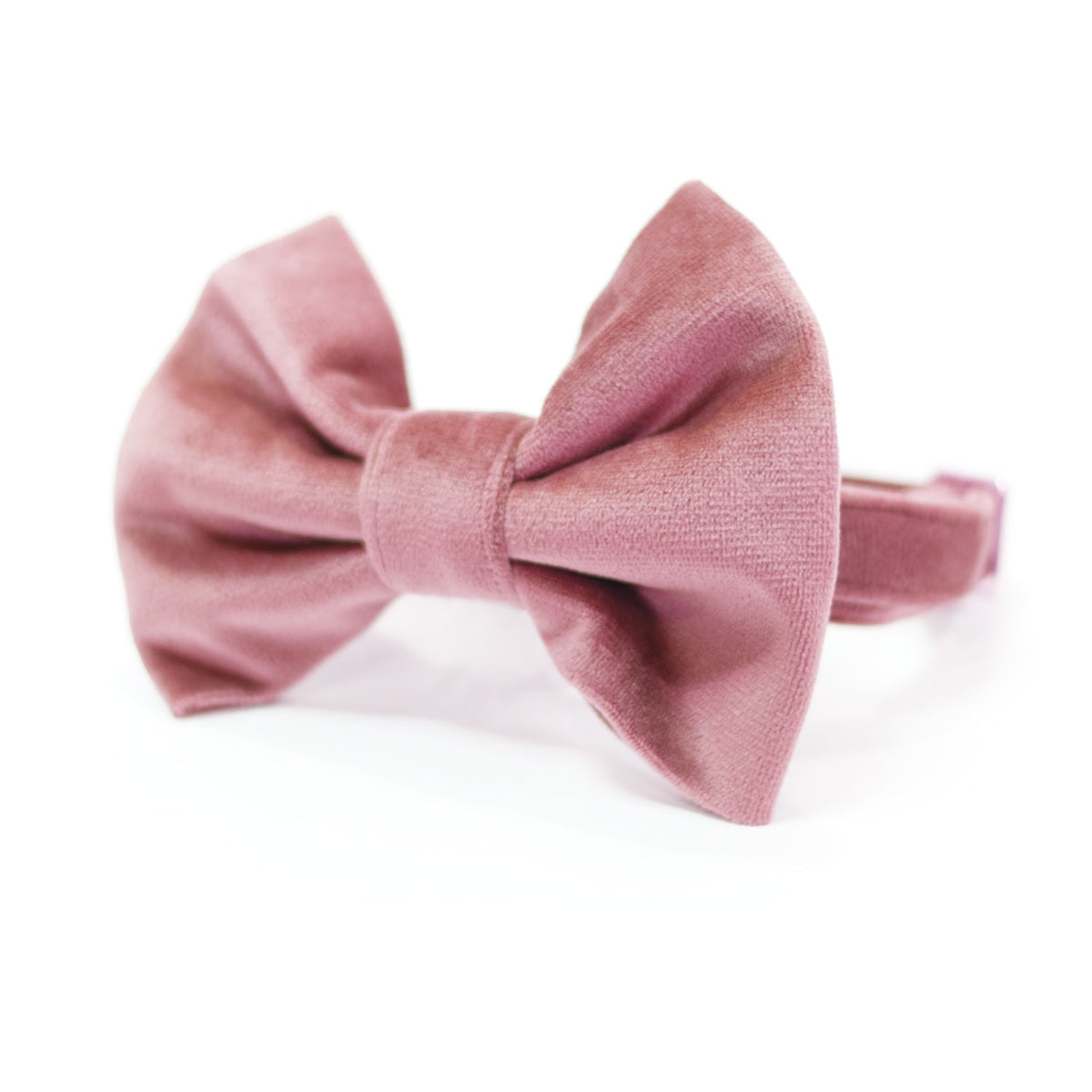 Rose-pink velvet dog bow tie on a collar band, with double-loop knot design
